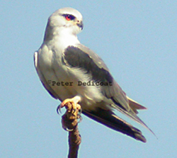Black-winged Kite (Elanus caeruleus)